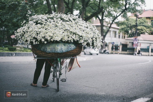 Không kịp chờ Hà Nội trở lạnh, mùa cúc hoạ mi đã về khắp phố phường - Ảnh 1.
