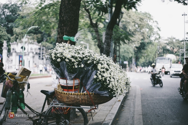 Không kịp chờ Hà Nội trở lạnh, mùa cúc hoạ mi đã về khắp phố phường - Ảnh 3.