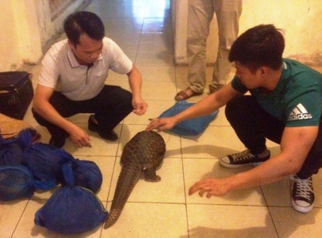 Các cá thể tê tê bị thu giữ