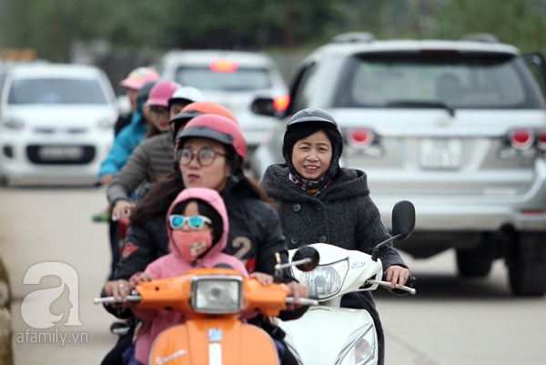cúc họa mi