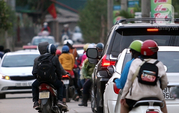 cúc họa mi