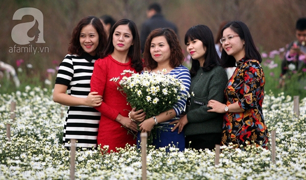 cúc họa mi