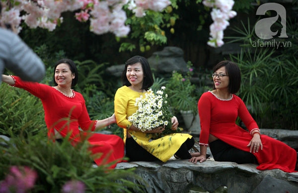 cúc họa mi