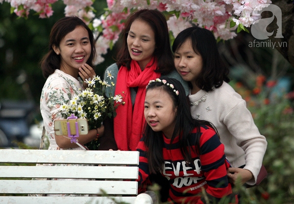 cúc họa mi