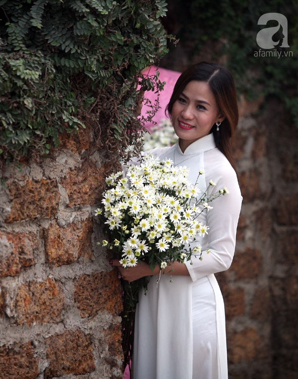 cúc họa mi