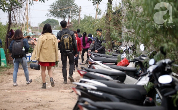 cúc họa mi