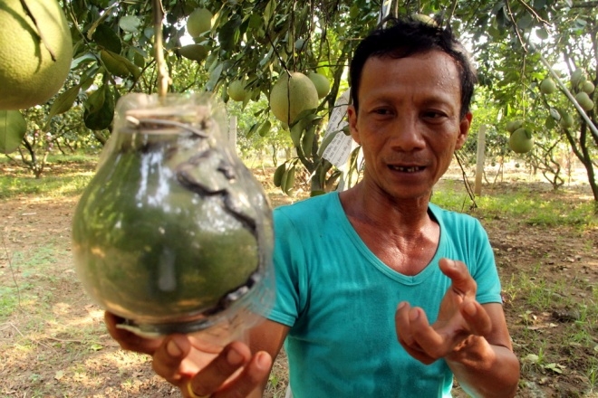 Cặp bưởi có bản đồ Việt Nam giá 3 triệu đồng
