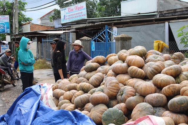 Người dân cho biết, họ chưa thu hoạch hàng trăm tấn bí trên rẫy để chờ giá lên trong khi thời tiết có mưa liên tục