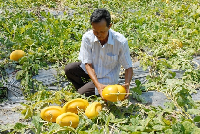  Cha de dua thoi vang mien Tay de 2 thang chua hu ke chuyen hinh anh 2