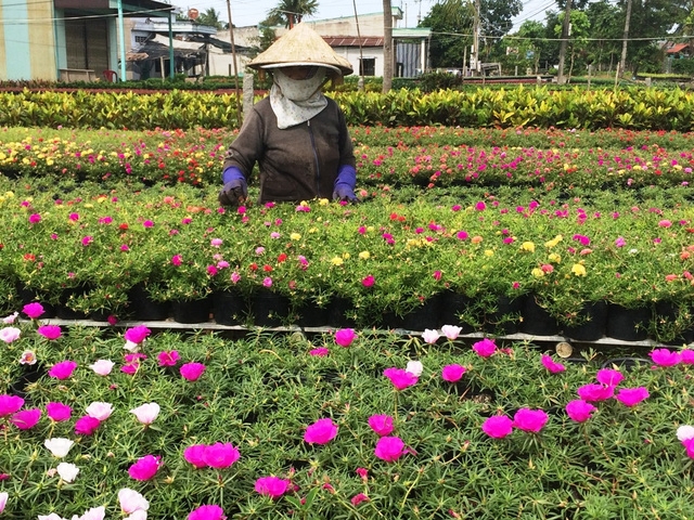  Thời gian này, bà con trồng hoa như ăn ngủ ngoài vườn để lo cho mùa hoa Tết 