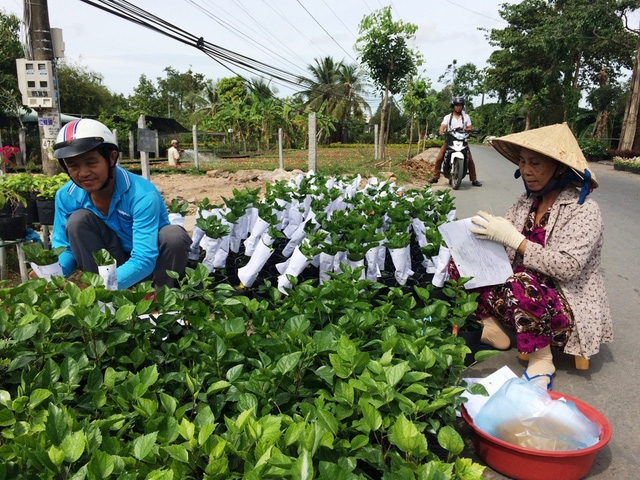 Năm nay, nhiều bà con tập trung vào một số kiểng lá trang trí trong nhà, không đổ dồn vào các loại hoa truyền thống như cúc mâm xôi, vạn thọ, cúc Đài loan...