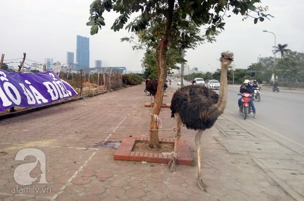 kinh doanh vỉa hè