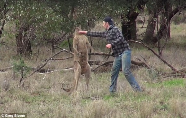 Người đàn ông đấm thẳng vào mặt con kangaroo sau khi nó tấn công chó cưng của mình