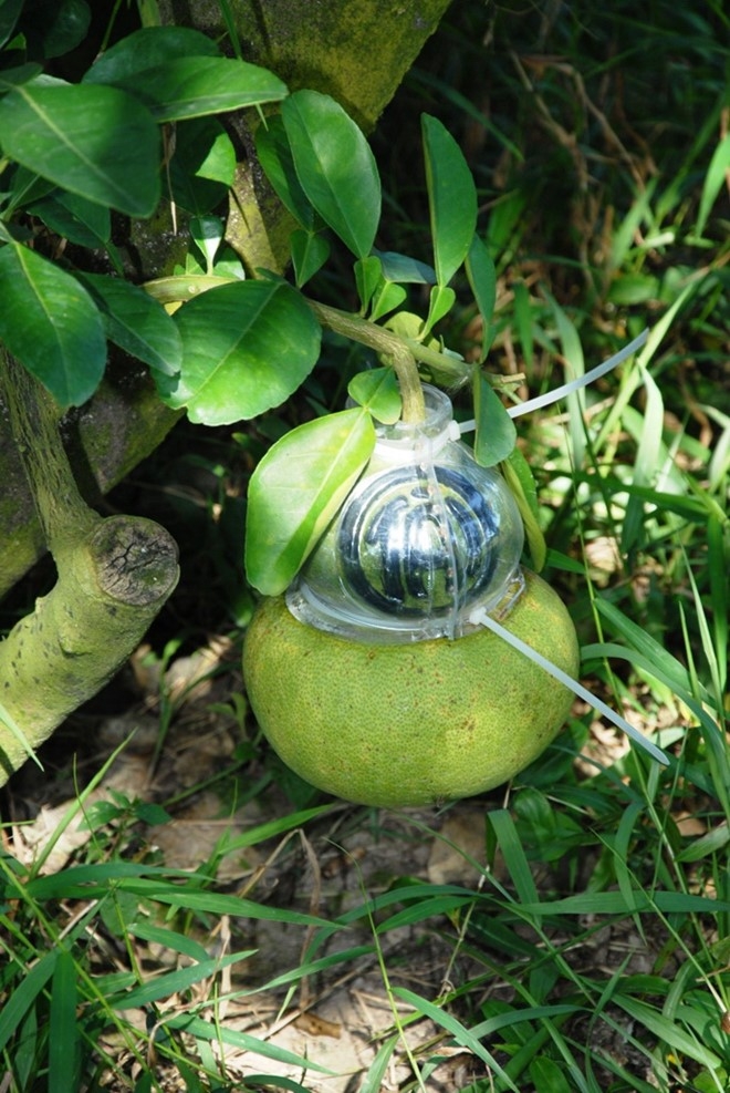 Buoi ho lo, dua hau thoi vang khan hang dip Tet hinh anh 1