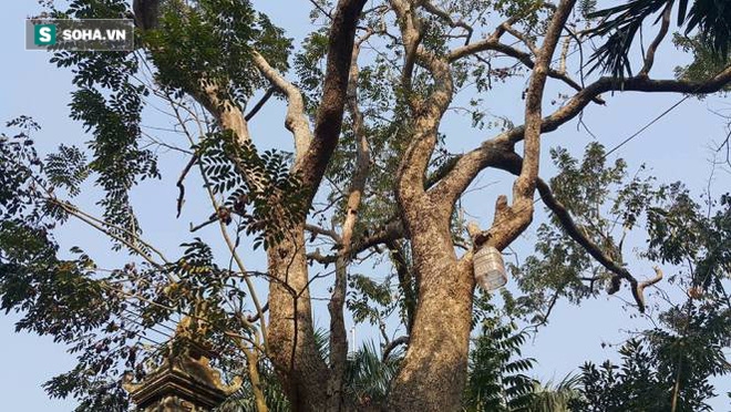 Cận cảnh cây sưa 50 tỷ trong vụ đánh nhau chảy máu đầu tại cuộc họp ở Bắc Ninh - Ảnh 5.