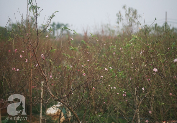 đào nở sớm