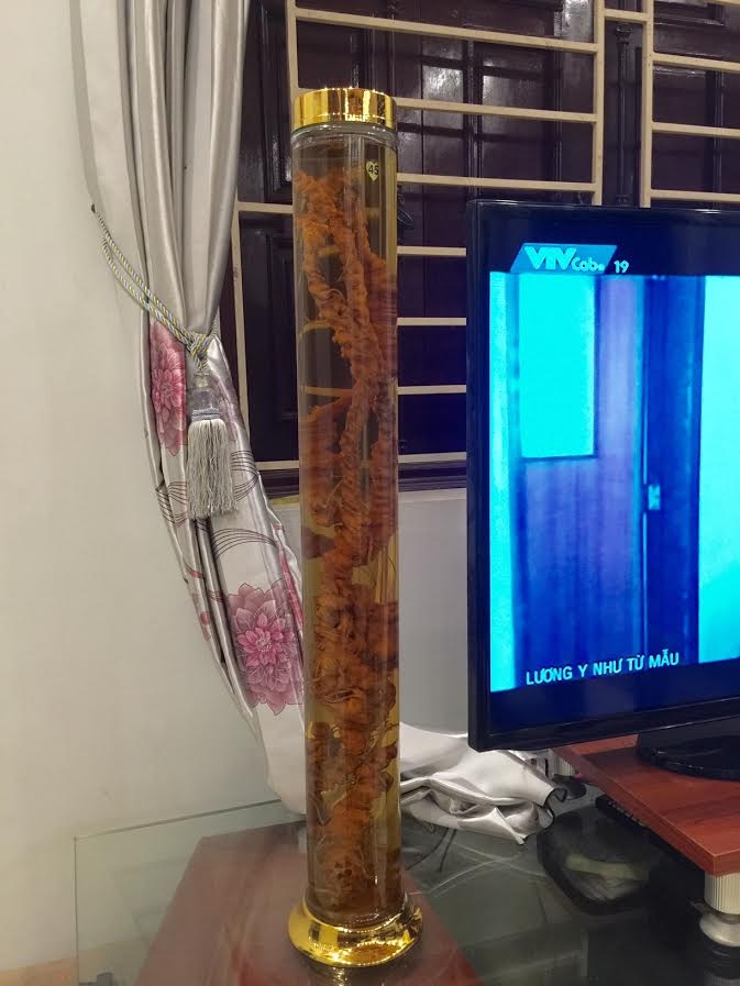 Củ tam thất cổ dài 1 mét: Ngàn USD không bán, để ngắm chơi