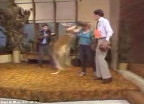 Kangaroo đeo găng, đấm túi bụi MC trên truyền hình ảnh 3