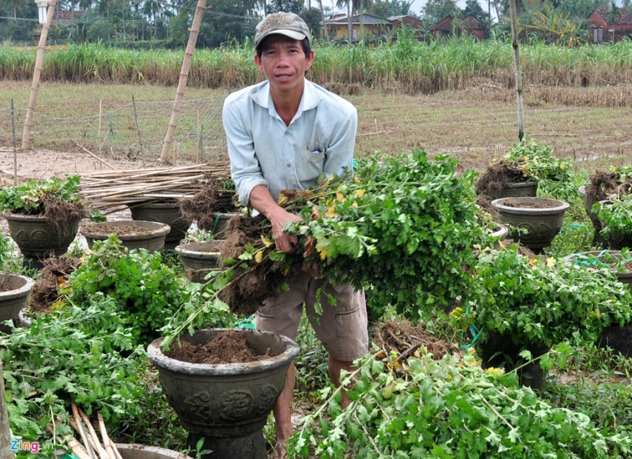 Mat tien ty vi hoa cuc Tet troi theo lu hinh anh 6