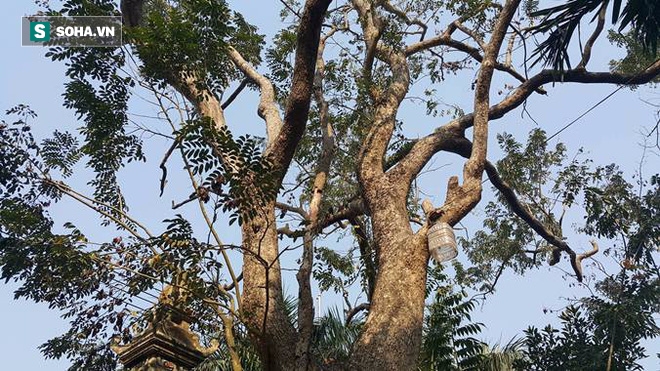 Người trả giá 49 tỷ đồng mua cây sưa đỏ quý ở Bắc Ninh mất hút, công an đến tận nhà tìm - Ảnh 3.