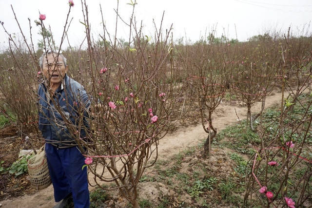  Ông Thái Ngô Long (Nhật Tân) đang đi ngắt bớt lá cho cây đào. Đây là kỹ thuật chăm sóc đào rất tốn công nhưng bắt buộc phải làm nếu như muốn có đào đẹp đúng dịp Tết. 