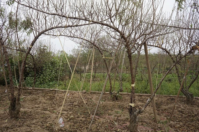 Một kiểu tạo thế cho đào bằng cách buộc dây kéo cong cành để cho ra những cành đào la đà khi cắm vào lọ.