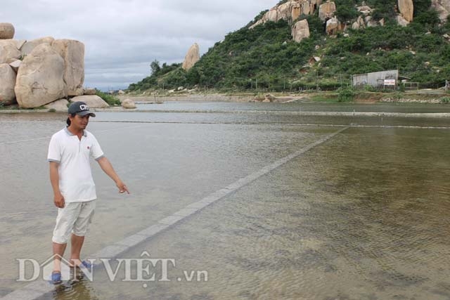 ruong muoi bo hoang vi ngap nuoc mua, diem dan ninh thuan “mat tet” hinh anh 3