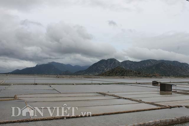 ruong muoi bo hoang vi ngap nuoc mua, diem dan ninh thuan “mat tet” hinh anh 4
