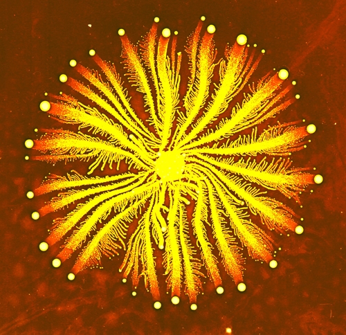 Vi khuẩn Paenibacillus có khả năng kháng lại nhiều kháng sinh khác nhau. Ảnh: Wikiwand