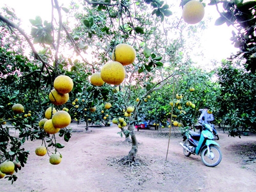 Gần Tết, bưởi, Phật thủ vẫn “dài cổ” ngóng khách - 1