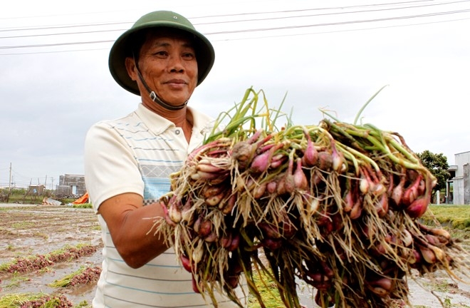 Nong dan trong hanh o Ninh Thuan trang tay vi mua lu hinh anh 2