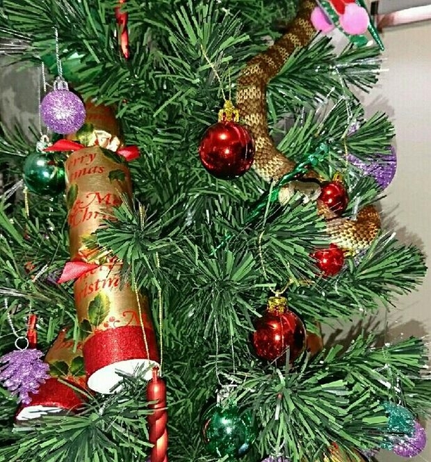 Kinh hãi thấy rắn hổ cực độc bò trườn trên cây Giáng sinh - 1