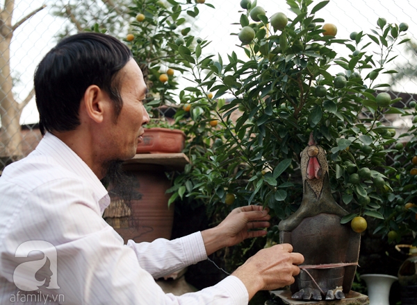 Quất bonsai bé tí giá hàng chục triệu, người Hà Nội vẫn tranh thủ đặt cọc trước để chơi Tết Đinh Dậu - Ảnh 4. Quất bonsai bé tí giá hàng chục triệu, người Hà Nội vẫn tranh thủ đặt cọc trước để chơi Tết Đinh Dậu - Ảnh 4.