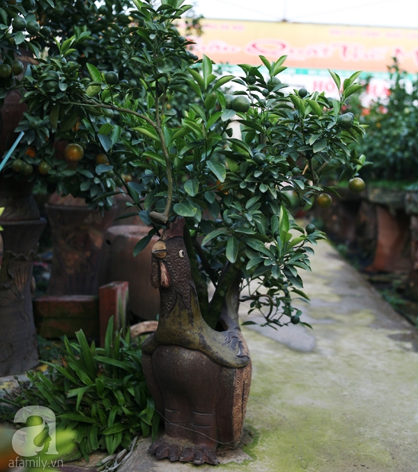 Quất bonsai bé tí giá hàng chục triệu, người Hà Nội vẫn tranh thủ đặt cọc trước để chơi Tết Đinh Dậu - Ảnh 5. Quất bonsai bé tí giá hàng chục triệu, người Hà Nội vẫn tranh thủ đặt cọc trước để chơi Tết Đinh Dậu - Ảnh 5.