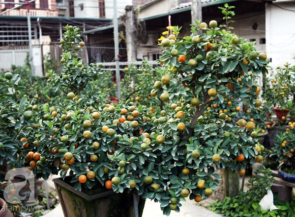 Quất bonsai bé tí giá hàng chục triệu, người Hà Nội vẫn tranh thủ đặt cọc trước để chơi Tết Đinh Dậu - Ảnh 7. Quất bonsai bé tí giá hàng chục triệu, người Hà Nội vẫn tranh thủ đặt cọc trước để chơi Tết Đinh Dậu - Ảnh 7.
