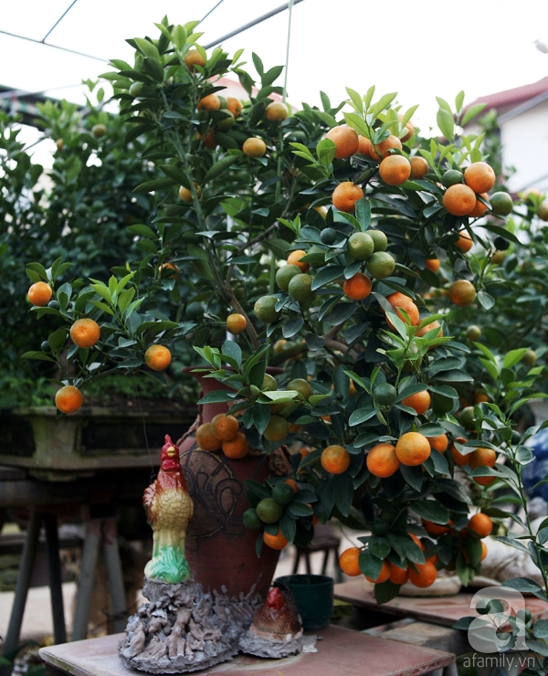 Quất bonsai bé tí giá hàng chục triệu, người Hà Nội vẫn tranh thủ đặt cọc trước để chơi Tết Đinh Dậu - Ảnh 8. Quất bonsai bé tí giá hàng chục triệu, người Hà Nội vẫn tranh thủ đặt cọc trước để chơi Tết Đinh Dậu - Ảnh 8.