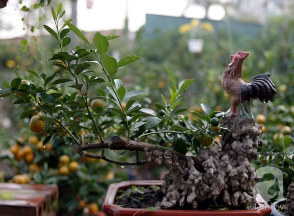 Quất bonsai bé tí giá hàng chục triệu, người Hà Nội vẫn tranh thủ đặt cọc trước để chơi Tết Đinh Dậu - Ảnh 9. Quất bonsai bé tí giá hàng chục triệu, người Hà Nội vẫn tranh thủ đặt cọc trước để chơi Tết Đinh Dậu - Ảnh 9.
