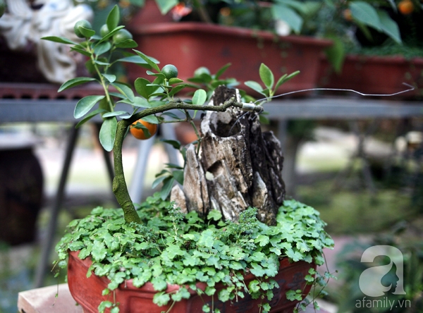 Quất bonsai bé tí giá hàng chục triệu, người Hà Nội vẫn tranh thủ đặt cọc trước để chơi Tết Đinh Dậu - Ảnh 10. Quất bonsai bé tí giá hàng chục triệu, người Hà Nội vẫn tranh thủ đặt cọc trước để chơi Tết Đinh Dậu - Ảnh 10.
