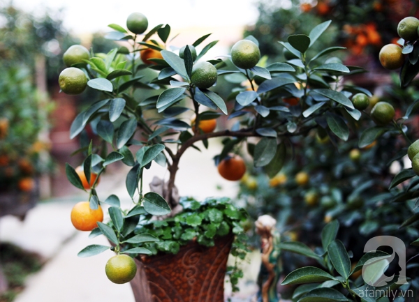 Quất bonsai bé tí giá hàng chục triệu, người Hà Nội vẫn tranh thủ đặt cọc trước để chơi Tết Đinh Dậu - Ảnh 11. Quất bonsai bé tí giá hàng chục triệu, người Hà Nội vẫn tranh thủ đặt cọc trước để chơi Tết Đinh Dậu - Ảnh 11.