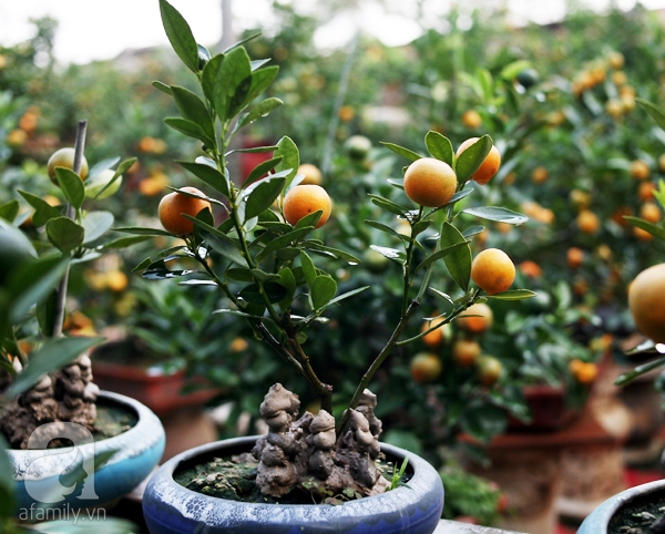 Quất bonsai bé tí giá hàng chục triệu, người Hà Nội vẫn tranh thủ đặt cọc trước để chơi Tết Đinh Dậu - Ảnh 12. Quất bonsai bé tí giá hàng chục triệu, người Hà Nội vẫn tranh thủ đặt cọc trước để chơi Tết Đinh Dậu - Ảnh 12.