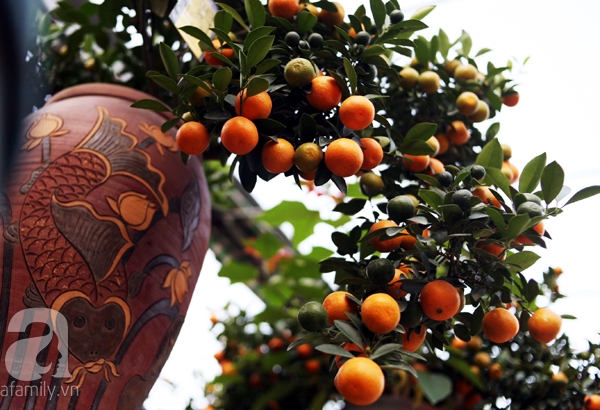 Quất bonsai bé tí giá hàng chục triệu, người Hà Nội vẫn tranh thủ đặt cọc trước để chơi Tết Đinh Dậu - Ảnh 14. Quất bonsai bé tí giá hàng chục triệu, người Hà Nội vẫn tranh thủ đặt cọc trước để chơi Tết Đinh Dậu - Ảnh 14.