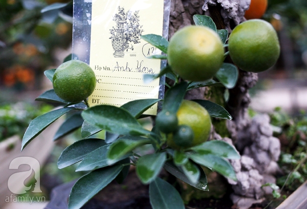 Quất bonsai bé tí giá hàng chục triệu, người Hà Nội vẫn tranh thủ đặt cọc trước để chơi Tết Đinh Dậu - Ảnh 16. Quất bonsai bé tí giá hàng chục triệu, người Hà Nội vẫn tranh thủ đặt cọc trước để chơi Tết Đinh Dậu - Ảnh 16.