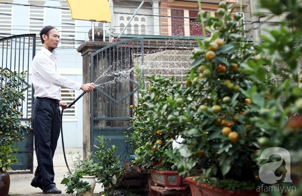 Quất bonsai bé tí giá hàng chục triệu, người Hà Nội vẫn tranh thủ đặt cọc trước để chơi Tết Đinh Dậu - Ảnh 17. Quất bonsai bé tí giá hàng chục triệu, người Hà Nội vẫn tranh thủ đặt cọc trước để chơi Tết Đinh Dậu - Ảnh 17.