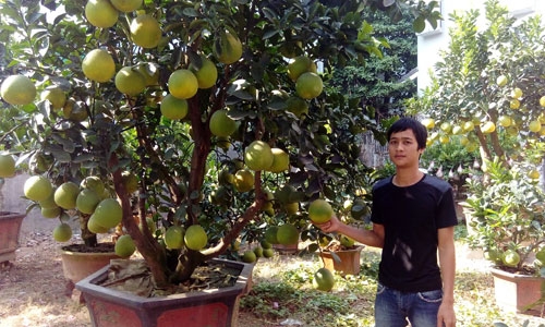 buoi canh choi tet gia tu 3 den 45 trieu dong moi cay hinh anh 1