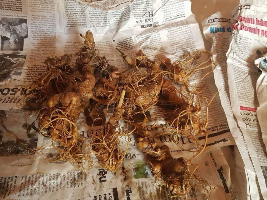 Bí mật đinh sắt chục triệu trong củ sâm Ngọc Linh nặng hơn 1kg