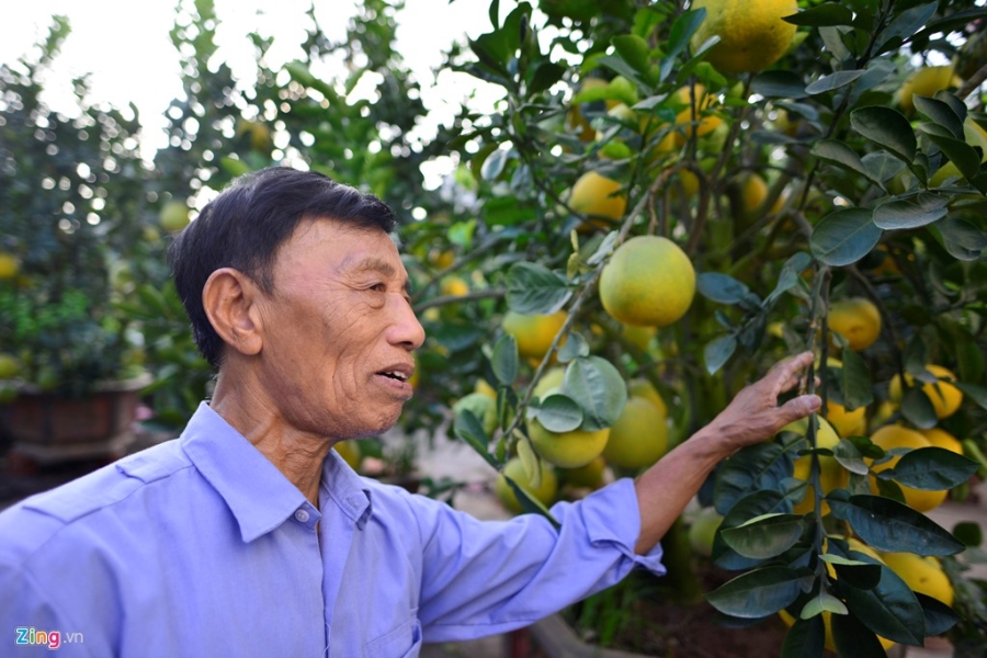 Cay buoi 200 qua, gia 40 trieu dong o Ha Noi hinh anh 3