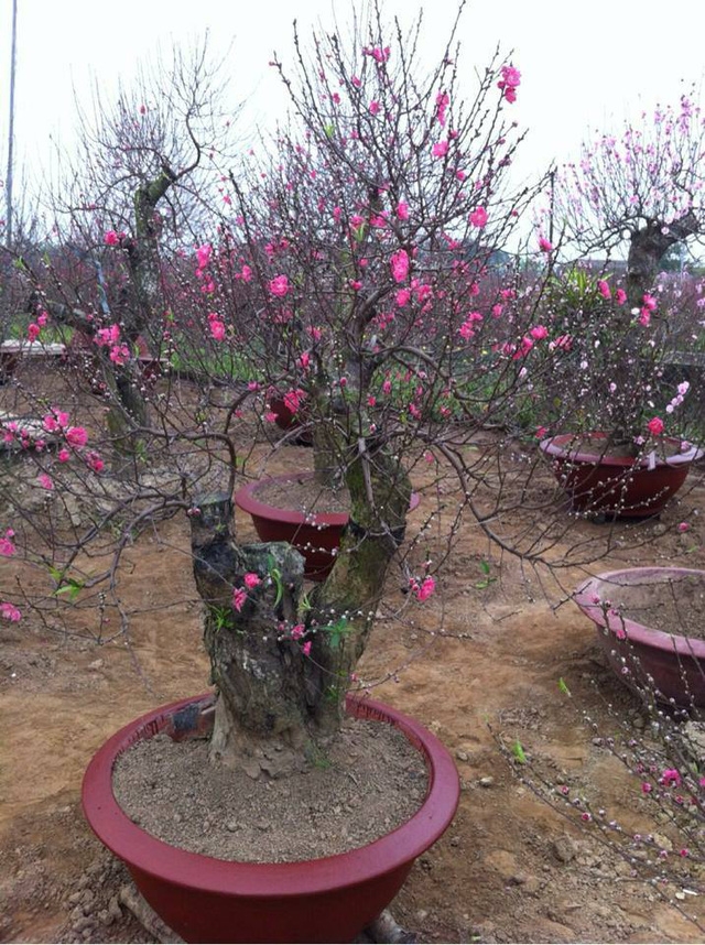 Một gốc bích đào đã bung nở ở làng đào Nhật Tân, chờ người chơi đào sớm. Ảnh: HP