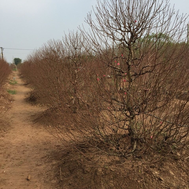 Đào dáng thông là loại phổ biến và vừa túi tiền người chơi phổ thông. Giá thuê giao động từ 5 - 10 triệu đồng. Ảnh: HP