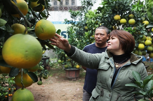 Bưởi cảnh, phật thủ giá hàng chục triệu “bung lụa” đón Tết - 4