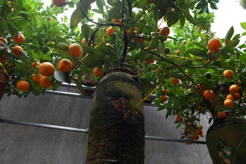 Bưởi cảnh, phật thủ giá hàng chục triệu “bung lụa” đón Tết - 11